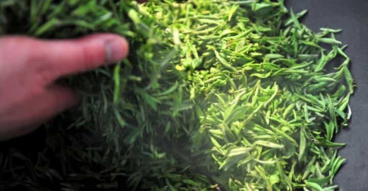怎么看茶叶是不是新茶？陈茶与新茶的区别！