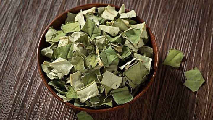 荷叶茶禁忌人群