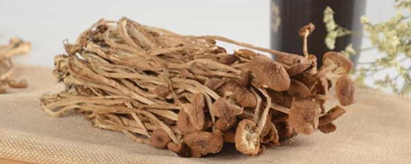 茶树菇不适宜人群
