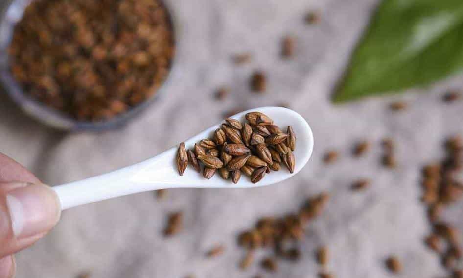 女性喝大麦茶的禁忌