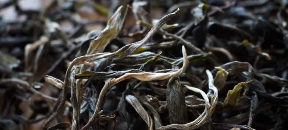 女性喝普洱茶的危害