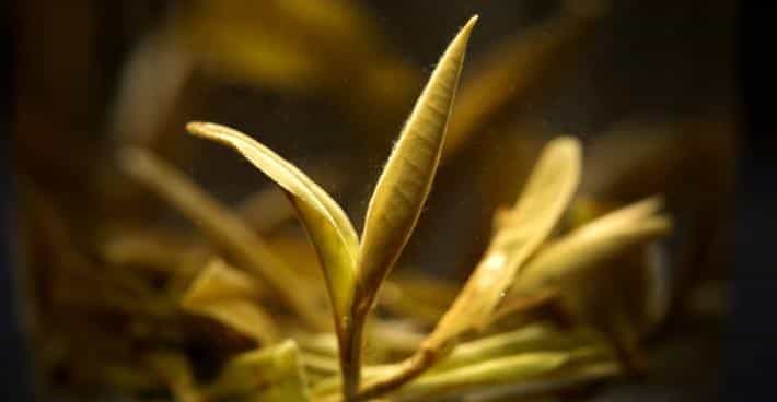 普洱茶为什么没有保质期？