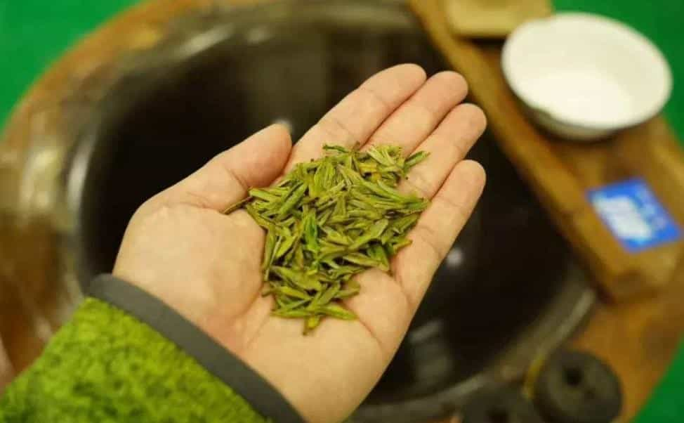 黄金芽茶需要洗茶吗