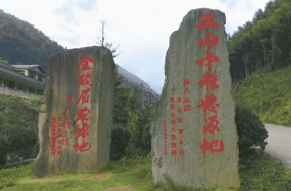 正山小种的茶水比例是多少