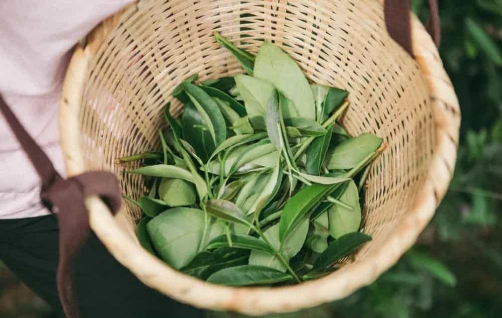 岩茶耐泡吗