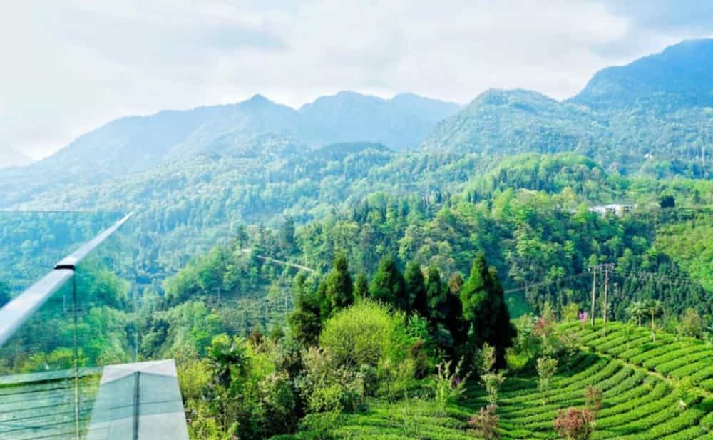竹叶青茶用多少度的水泡合适