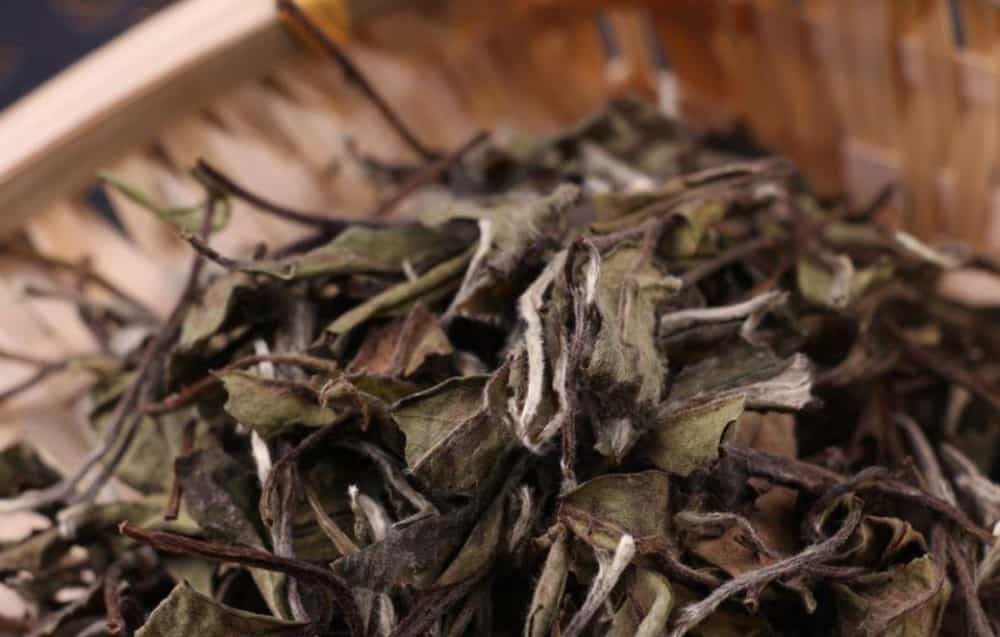 绿茶能煮着喝吗