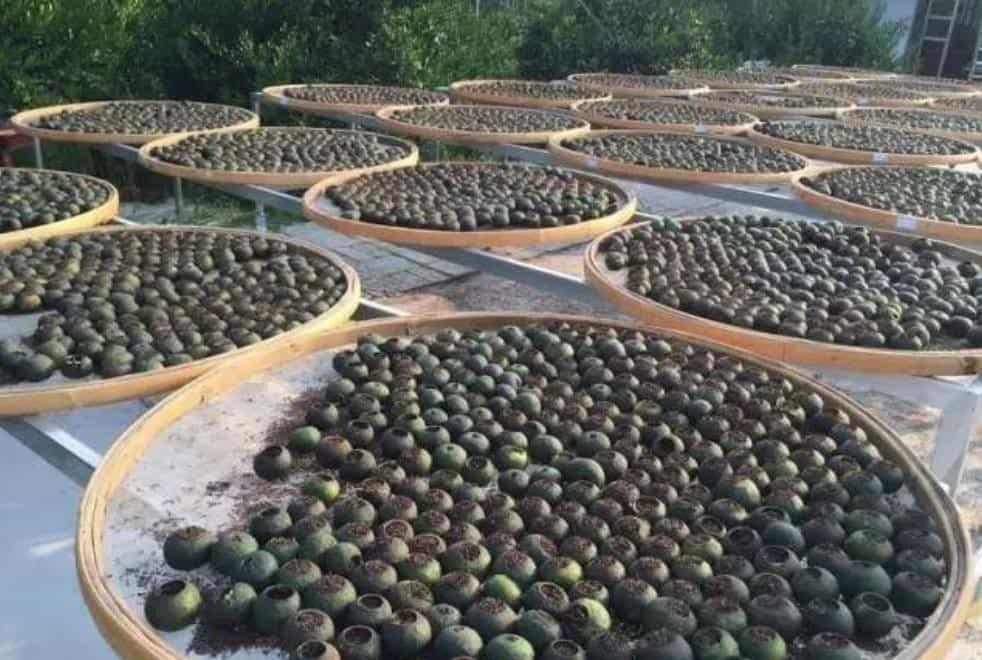 小青柑多少度的水泡