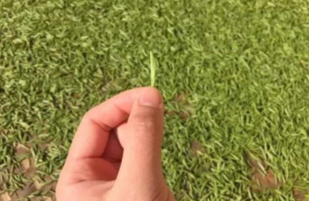 金骏眉煮着喝还是泡着喝