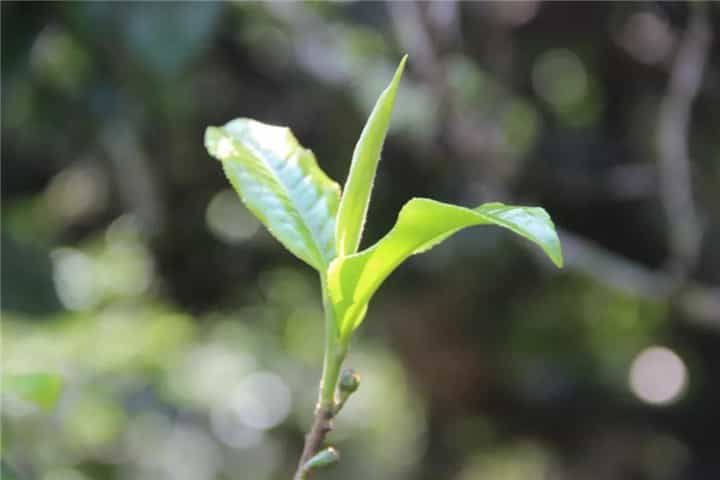 石门古茶道茶香飘万里