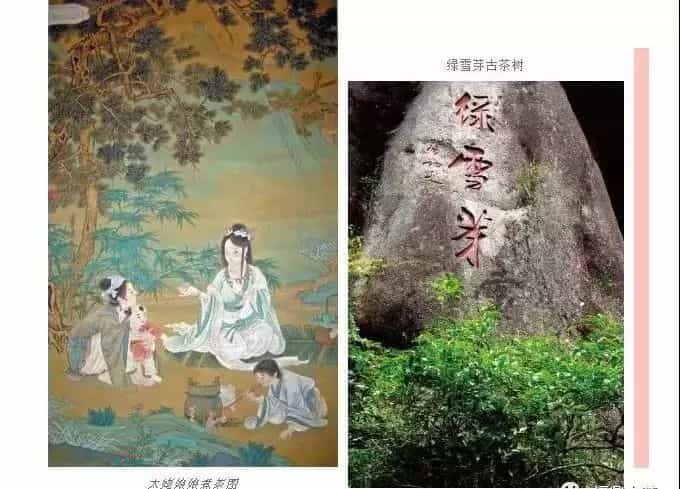 福鼎白茶的发展简史
