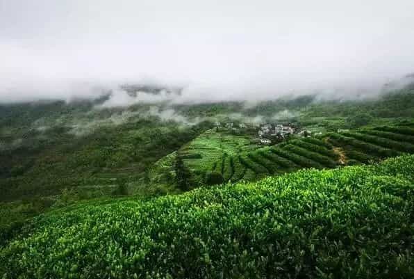 为什么好茶都喜欢生活在北纬30度