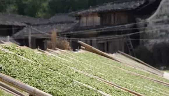 福鼎白茶的发展简史