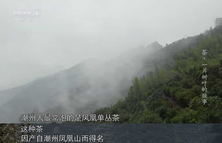 千万别跟潮汕人喝茶，潮汕人喝茶到底有多夸张？