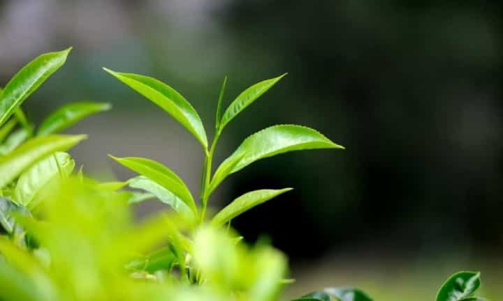 人生如茶，五种境界