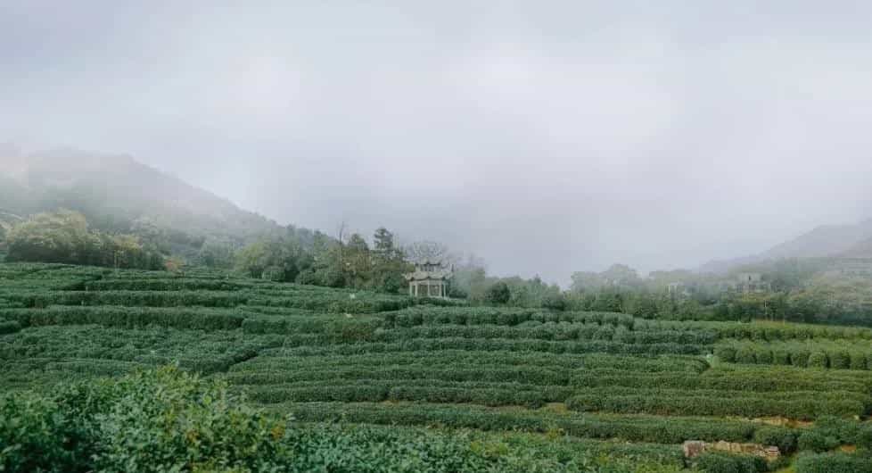 龙井茶的文化与传承