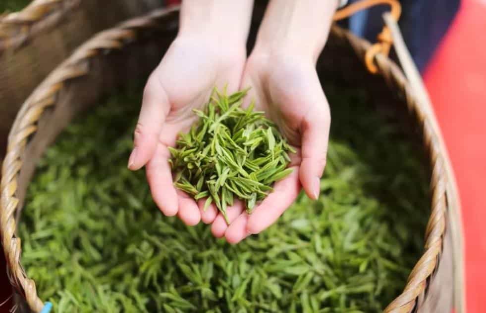 龙井茶的文化与传承