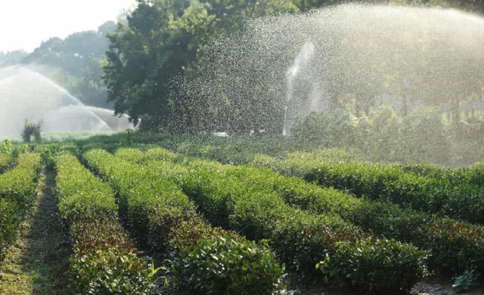 龙井茶的文化与传承