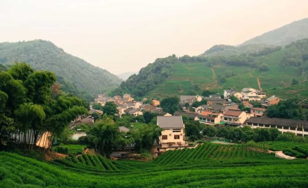 龙井茶的文化与传承