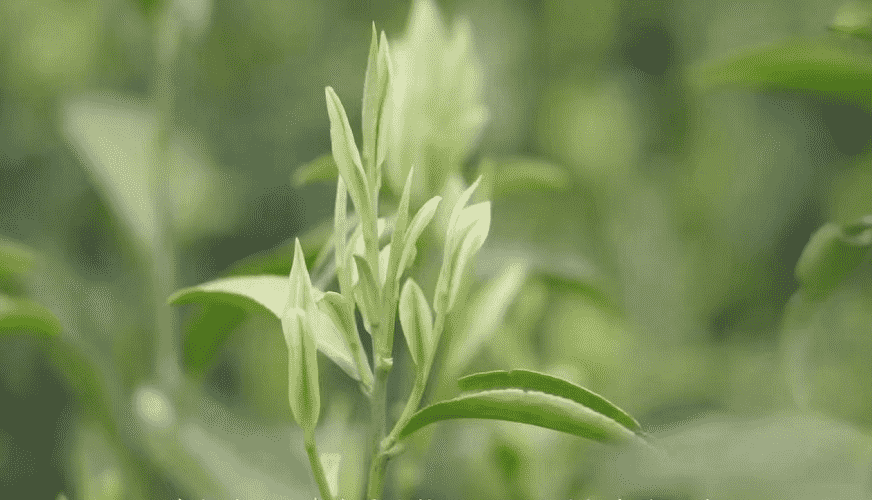 喝茶，让平淡的生活多一点幸福的味道