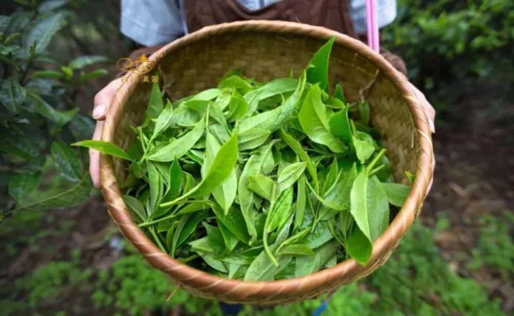 茶的别名，茶叶都有哪些雅号别名?