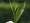 铁观音茶什么季节开始采摘 铁观音茶什么季节开始采摘