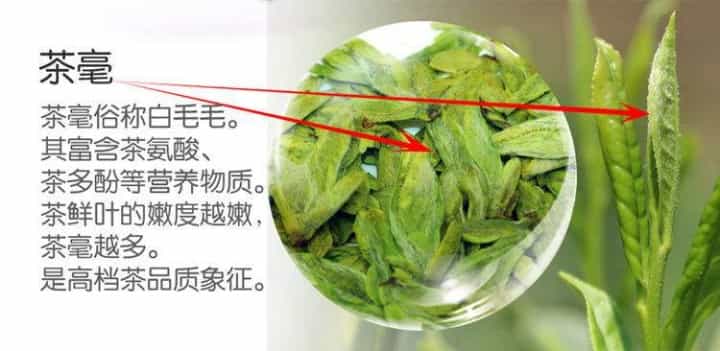 茶汤中的那些泡沫，究竟是好还是坏？