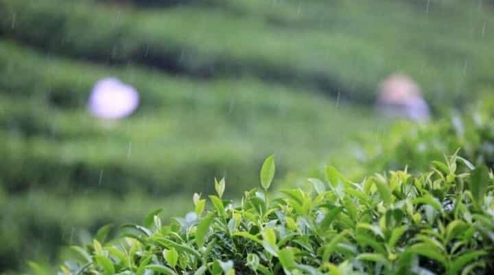 茶叶采摘的时间和季节是几月份？