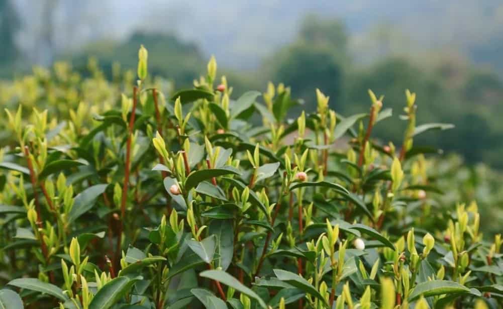 龙井茶的文化与传承