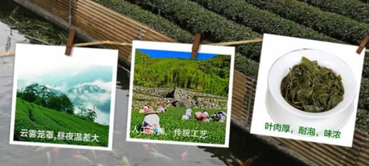 文山包种茶是凉性还是温性？