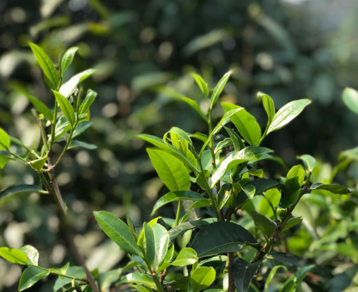 85项新食品安全国标发布：规定“茶鲜叶”和“茶叶”定义