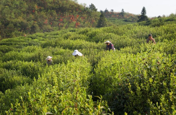 2023年9月茶行业资讯回顾汇总