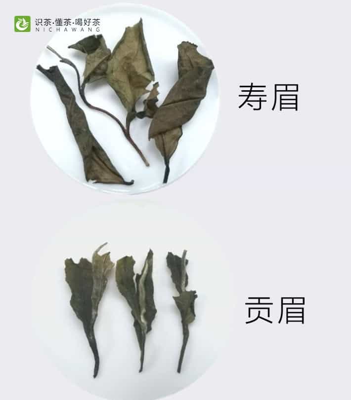 白茶寿眉与贡眉的区别是什么？老茶人的经验之谈。
