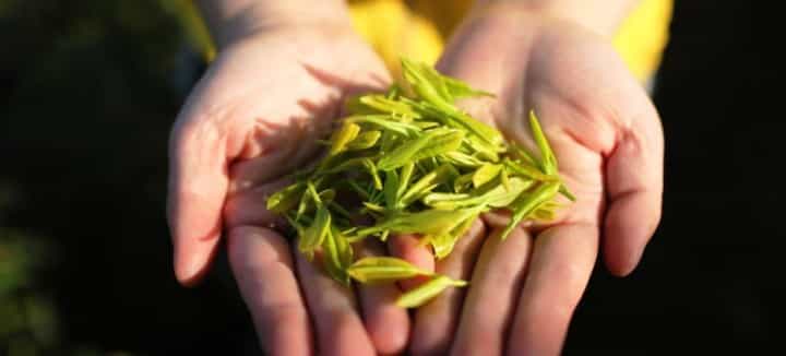 新茶和陈茶的区别？用这几种方法进行鉴别。