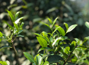 85项新食品安全国标发布:规定“茶鲜叶”和“茶叶”定义 85项新食品安全国标发布:规定“茶鲜叶”和“茶叶”定义