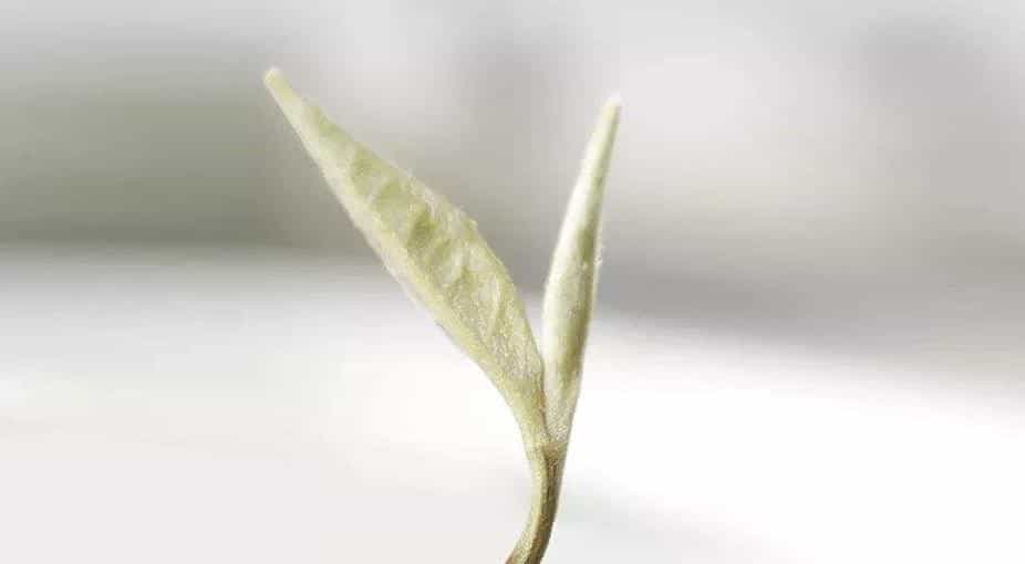 晚上可以喝茉莉花茶吗