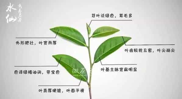 武夷水仙的品质特点