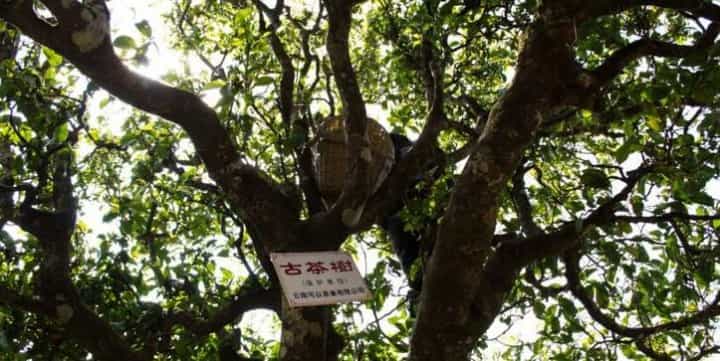 古树纯料茶是什么