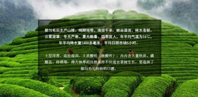 都匀毛尖茶简介