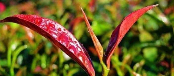 普洱茶叶底有红梗是怎么回事