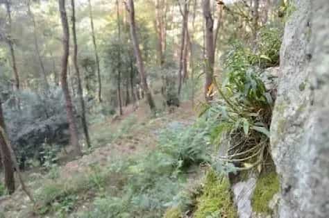 霍山石斛是什么东西，产地在哪儿