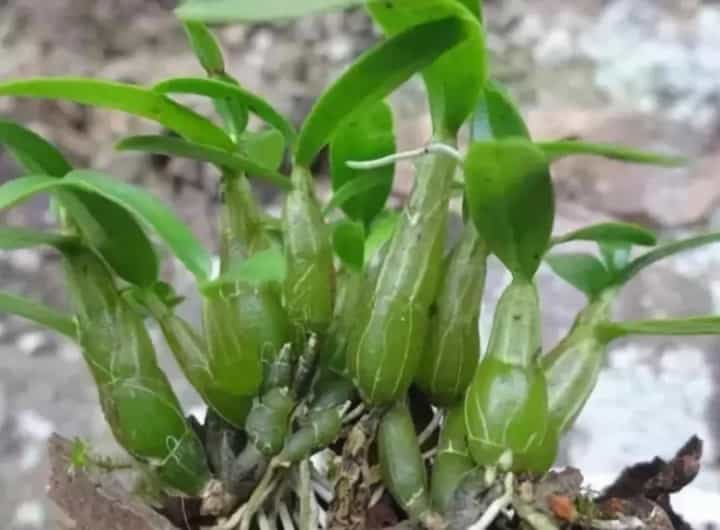 霍山石斛是什么东西，产地在哪儿