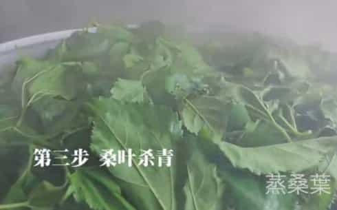 桑叶茶的制作方法