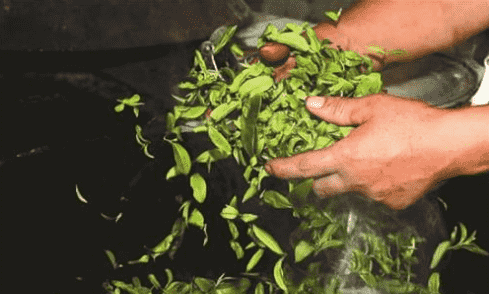 茶叶的杀青一般有几种方式
