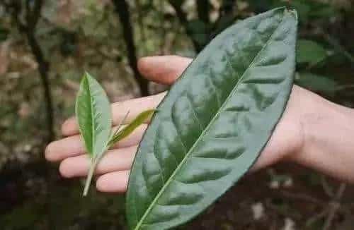 普洱生茶和绿茶有哪些区别？