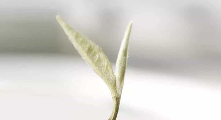 茉莉花茶是什么茶