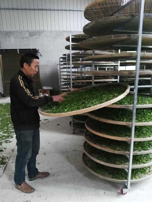 正山小种红茶的制作工艺流程