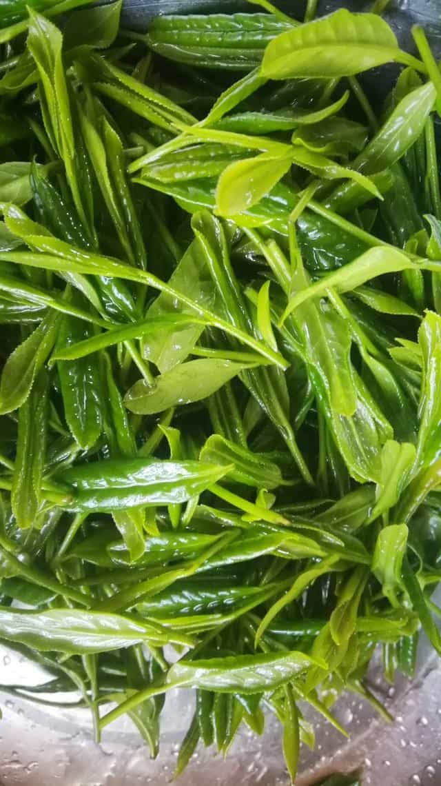 正山小种红茶的制作工艺流程