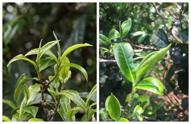 普洱茶什么地方是否都可以生产
