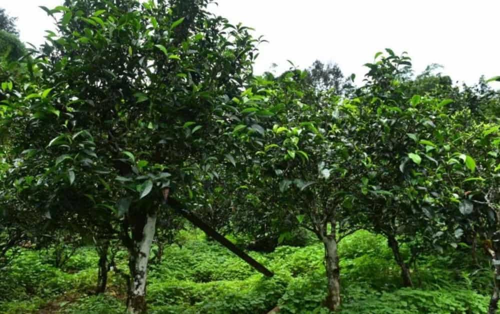 普洱假茶用什么做的